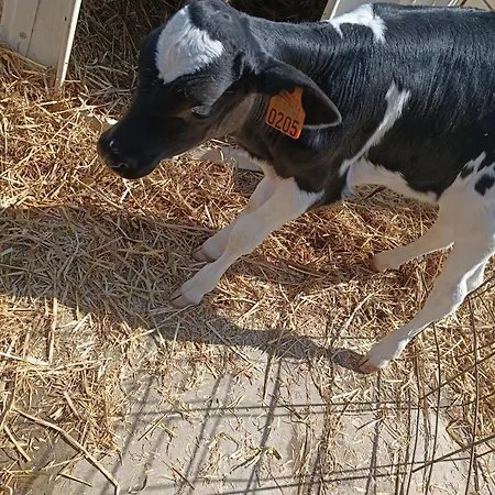 شقة Ferme D'hurtaux *